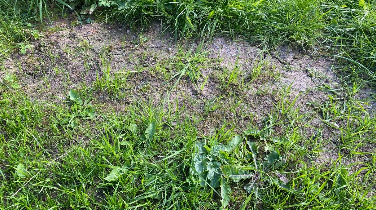 patchy grass seed